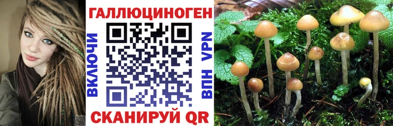 Галлюциногенные грибы Cubensis Красногорск